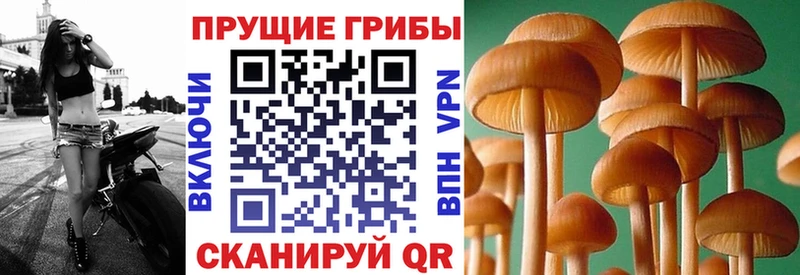 Купить закладки  Сурск  Псилоцибиновые грибы мухоморы 